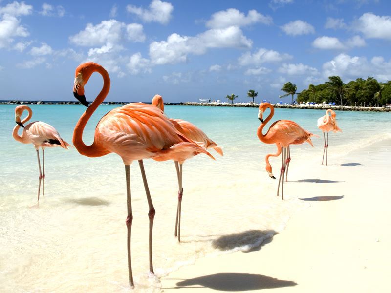 Destins by Dorsey featured trip - Aruba Tropic Like its Hott